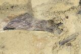 Plate of Fossil Pterosaur (Pteranodon) Bones - Kansas #228299-4